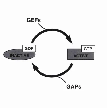 Figure 1.1. The GTPase cycle.