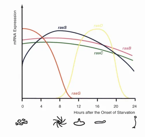 Figure 1.3. Expression of the ras Genes Through Dictyostelium MulticellularDevelopment.