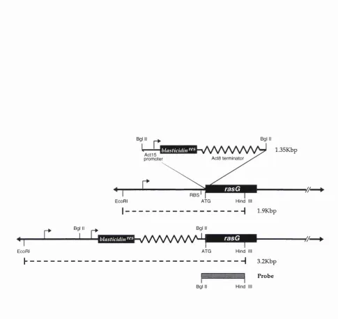 Figure 3.1. Schematic Representation of the Strategy Used to Disrupt the rasG Gene.