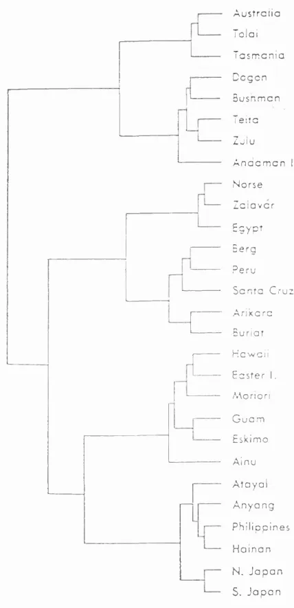 Figure 1.8Relationships between modern human populations based on craniofacial morphology 
