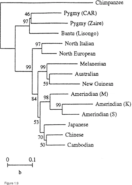 Figure 1.9Relationships between modern human populations based on molecular data (Nei and 