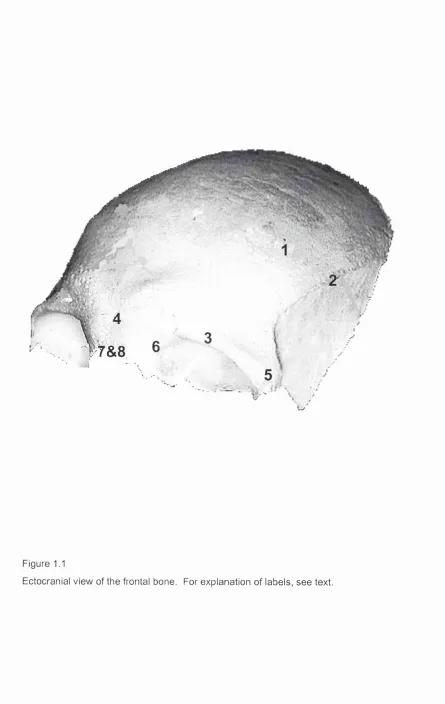 Figure 1.1Ectocranial view of the frontal bone. For explanation of labels, see text.