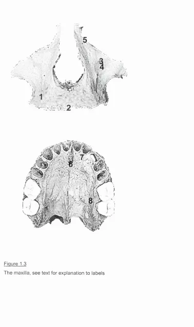 Figure 1.3The maxilla, see text for explanation to labels