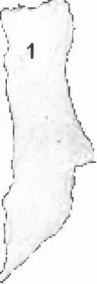 Figure 1.5The nasal bone. For explanation to label see text.
