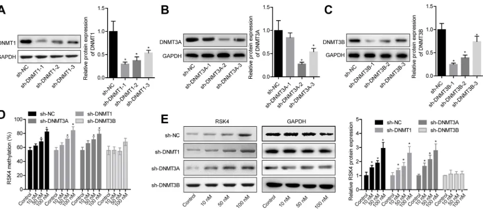 Figure 6 E2 decreased RSK4 expression through DNMT3B-mediated methylation of RSK4 promoter