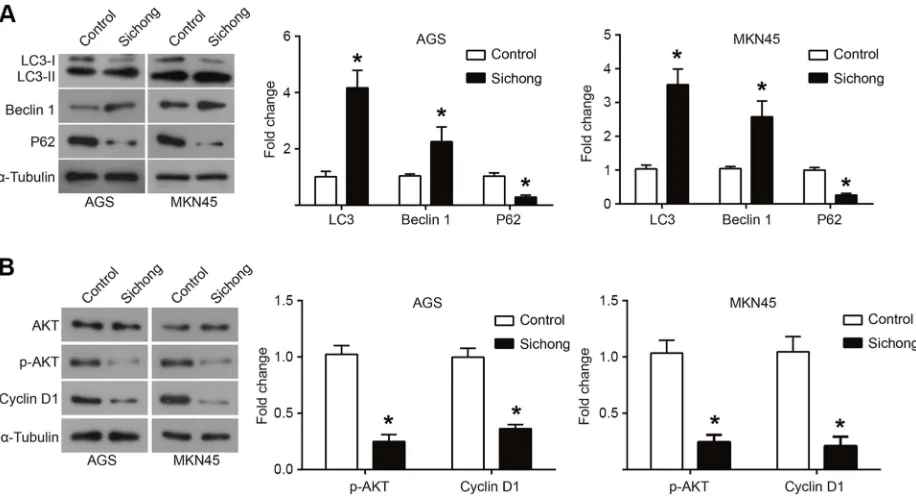 Figure 5 Sichong formula treatment induced cell autophagy and inhibited the activation of AKT signaling pathway
