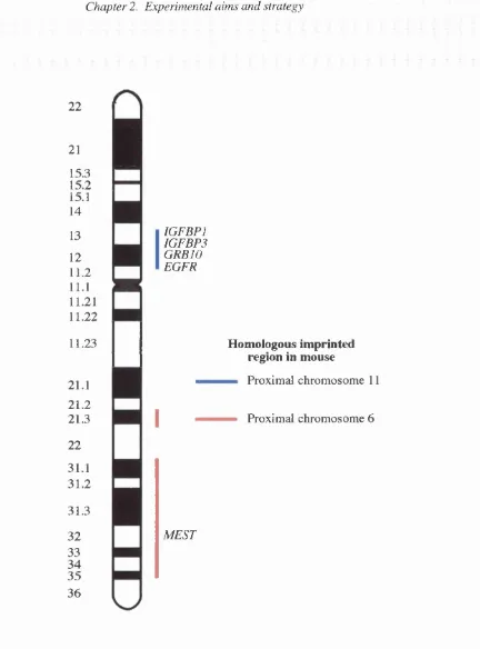 Figure 2.1. Ideogram of human chromosome 7 illustrating regions homologous to mouse imprinted regions
