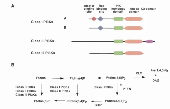 Figure 1.1. The three classes of PISKs and their roles in lipid metabolism. (A) Comparison of the domain structures of the three classes of PBKs, adapted from Vanhaesebroeck et al