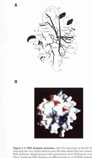 Figure 1.3. SH2 domain structure. (A) The structure of the Src SH2 domain The C-terminal SH2 domain of p85a bound to a pYXXM peptide