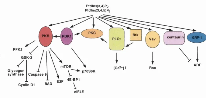 Figure 1.4. A diagram depicting the downstream targets of the 3’ phosphoinoisitides and the some potential signalling pathways regulated by these targets