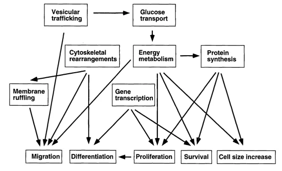Figure 1.5. A diagram illustrating some of the possible relationships among the various cellular processes regulated by Class 1^ PI3Ks