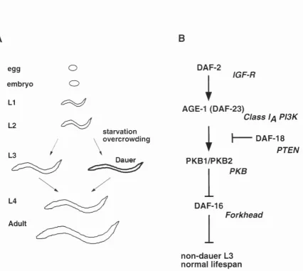 Figure 1.6. The C. elegans 