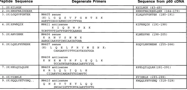 Table 3.1. Peptides and primers used to isolated the p60 cDNA. A list of peptides from p60, indicating their sequence as predicted by Edman degradation, the degenerate primers that were designed based on their sequence and their predicted sequence based on