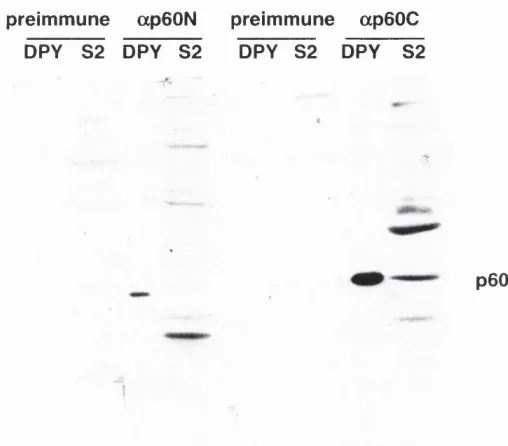 Figure 3.4. Testing ap60 antisera. Individual Western blots demonstrate that the antisera from rabbits injected with the N terminalpeptides and C terminal peptides recognise a 60 kD protein in an S2  whole cell lysate and in an pYXXM affinity purification (DPY).