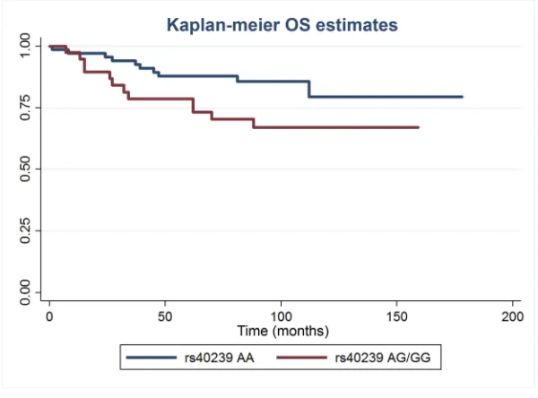 Figure 2 Kaplan–Meier overall survival (OS) estimates for MET rs40239 AA and AC/GG triple-negative breast cancer cases.