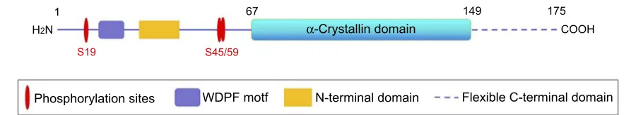 Figure 1 Schematic representation of the structure of the CRYAB protein (including the N-terminal domain, the ﬂexible C-terminal domain, the WDPF domain, and the α-Crystallin protein domain, and the serine (S) phosphorylation site).