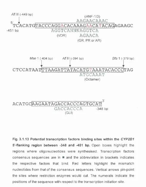 Fig. 3.1.13 Potential transcription factors binding sites within the CYP2B1the sites where restriction enzymes would cut