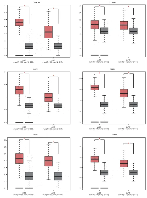 Figure 7 The expression level of hub genes according to the GEPIA database.