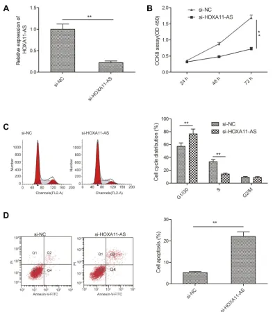 Figure 2 Knockdown of HOXA11-AS suppressed proliferation, and induced apoptosis in RB cells