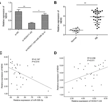 Figure 5 HOXA11-AS regulated the expression of NEK6 through miR-506-3p in RB cells. (Abbreviation:tissue samples by using qRT-PCR analysis