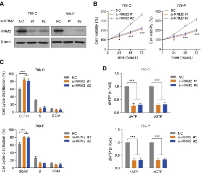 Figure 2 Knockdown of RRM2 inhibits the proliferation and induces G0/G1 arrest in RCC cells through attenuation of the dNTP pool.Abbreviations: (A) Western blotting showed thatknockdown of RRM2 using siRNAs could effectively decrease the protein expression