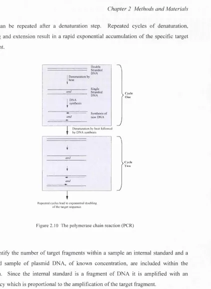 Figure 2.10 The polymerase chain reaction (PCR)