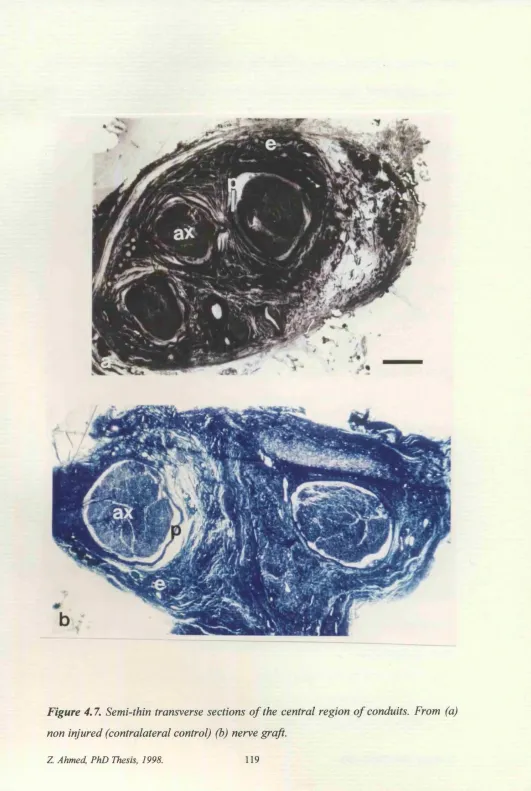 Figure 4.7. Semi-thin transverse sections of the central region of conduits. From (a) 