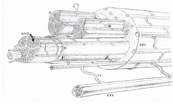 Figure 1.3, Schematic diagram of intraneural microcirculation of peripheral nerves. 