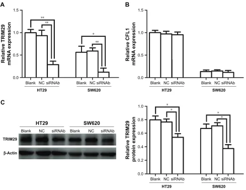 Figure 5 effect of acTl8 silencing on the expression of TriM29 and cFl1 in crc cell lines.Notes: (A) The effect of acTl8 silencing on the mrna expression of TriM29 in crc cell lines was analyzed by qrT-Pcr