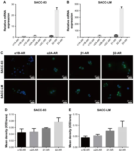 Figure 4 βthe mean density (iOD/area) of Abbreviations:2-ar was overexpressed in sacc-83 and sacc-lM cell lines.Notes: (A, B) qrT-Pcr analysis showing α1a-ar, α1B-ar, α1D-ar, α2a-ar, α2B-ar, α2c-ar, β1-ar, β2-ar, and β3-ar mrna expression levels in sacc-83