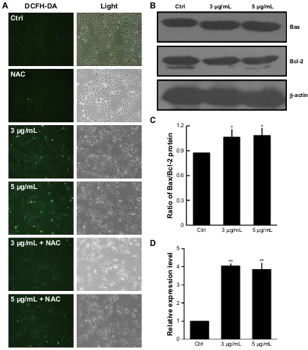 Figure 5 effect of dicerandrol B on mitochondrial dysfunction in hela cells.Notes: (A) cells were treated with dicerandrol B (0, 3, or 5 µg/ml) in the presence or absence of 100 µmol/l nac for 24 hours and stained with DcFh-Da (10 µM)