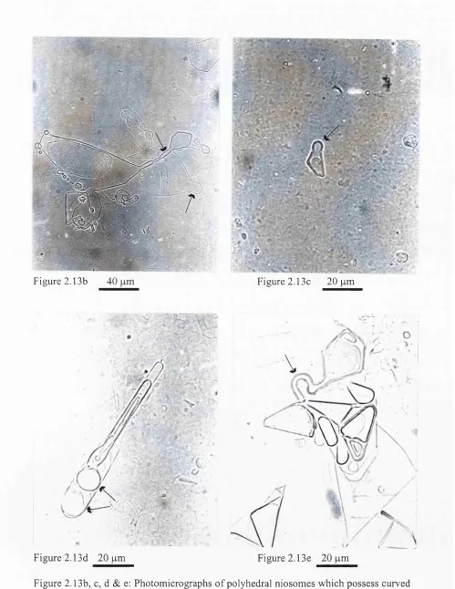 Figure 2.13b, c, d & e: Photomicrographs of polyhedral niosomes which possess curved regions (-») observed at room temperature after 1 h incubation at 55°C of the polyhedral niosomes (Ci^G,: Solulan C24, 91:9); and unsonicated (b) or sonicated (c, d, e) spherical niosomes (Ci^G?: cholesterol: Solulan C24, 45:45:10).