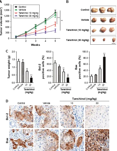 Figure 4 Tanshinol inhibits the growth of hepg2 cell in a xenograft model. Notes: (A) a xenograft model of hcc was established using hepg2 cell