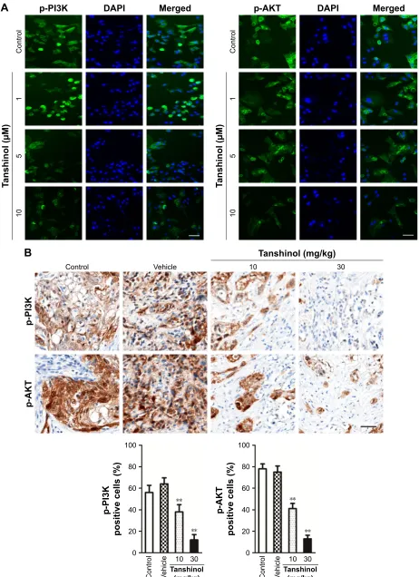 Figure 5 Tanshinol inhibits the phosphorylation of Pi3K and aKT in vitro and in vivo.Notes: (A) Immunofluorescence analysis of the phosphorylation of PI3K and AKT in HepG2 cell that was treated with tanshinol (1, 5, or 10 µM)