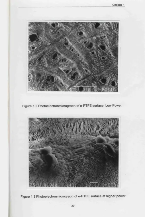Figure 1.2 Photoelectronmicrograph of e-PTFE surface. Low Power
