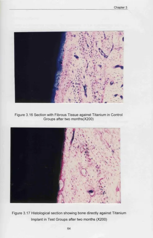 Figure 3.16 Section with Fibrous Tissue against Titanium in Control 