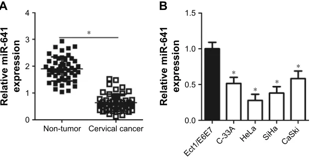 Figure 1 expression status of mir-641 in cervical cancer tissues and cell lines.Notes: (A) rT-qPcr analysis was employed to determine mir-641 expression in 51 pairs of cervical cancer and adjacent non-tumor tissues