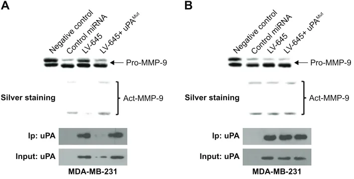 Figure 3 infection with lV-645 inhibited uPa expression and the in vitro cleaving of pro-MMP-9 protein.Notes: (A) MDa-MB-231 cells that had been infected with control mirna, lV-645 or lV645+ uPaMut were harvested for iP experiments