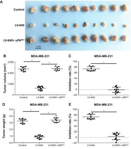 Figure 4 lV-645 inhibited MDa-MB-231 subcutaneous growth in nude mice.Notes: MDa-MB-231 cells that had been infected with control mirna, lV-645 or lV-645+ uPaMut were seeded into nude mice to form subcutaneous tumors