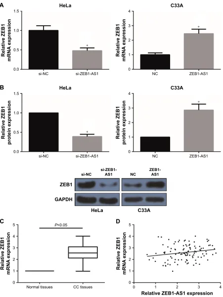 Figure 5 ZeB1-as1 increases ZeB1 expression in cc cells.Notes: (A) rT-qPcr analysis of ZeB1 mrna expression levels in hela and c33a cells after transfection