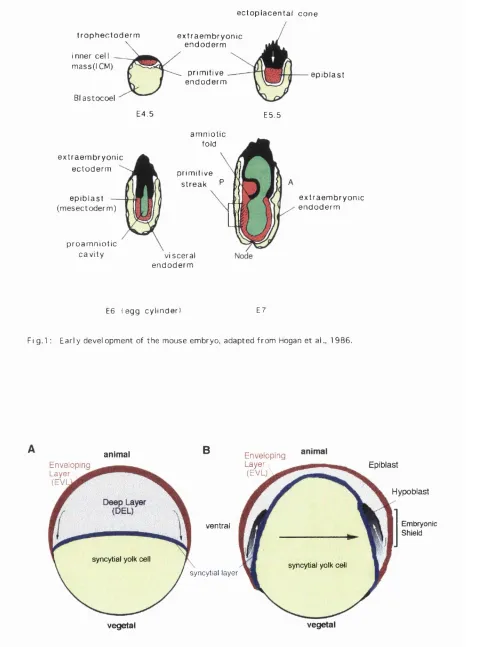Fig. 2; Ep ib o ly  in  t e l e o s t  f i s h