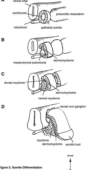 Figure 3: Somite Differentiation
