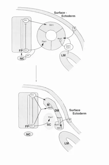 Figure 4: Somite Patterning