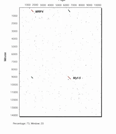 Fig. 12 A: Fugu vs Mouse