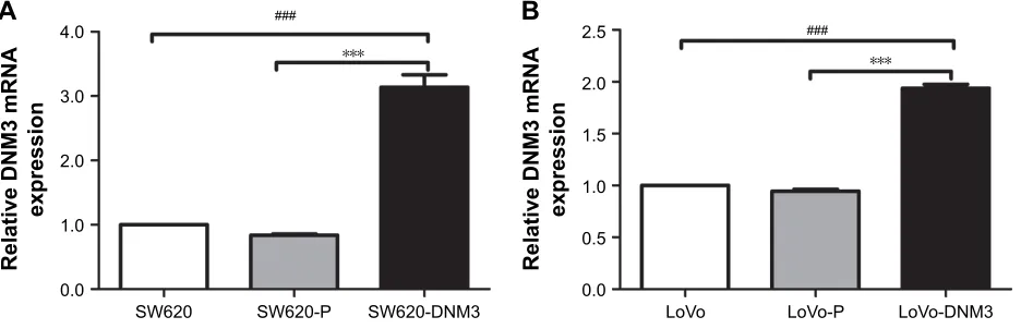 Figure 1 DnM3 mrna was analyzed by quantitative real-time Pcr.Notes: (A) SW620-DNM3 groups significantly overexpressed DNM3 compared with the SW620 and SW620-P groups
