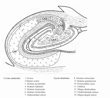 Figure 3.2: Diagram of the transverse section of the hippocampal body From Duvernoy,