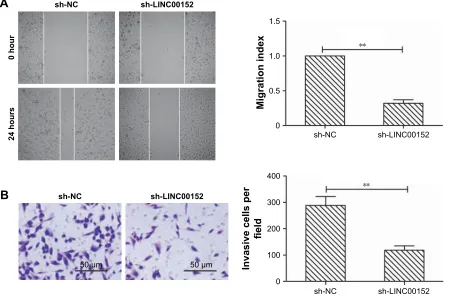Figure 2 Knockdown of linc00152 inhibits cell proliferation and colony formation in Oscc cells.Notes: (A) The relative expression of linc00152 was detected in scc-9 cells transfected with sh-linc00152 or sh-nc using qrT-Pcr