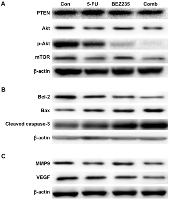 Figure 5 Western blotting analysis of protein levels in xenografts in each group.Notes: (A) akt/mTOr-related proteins