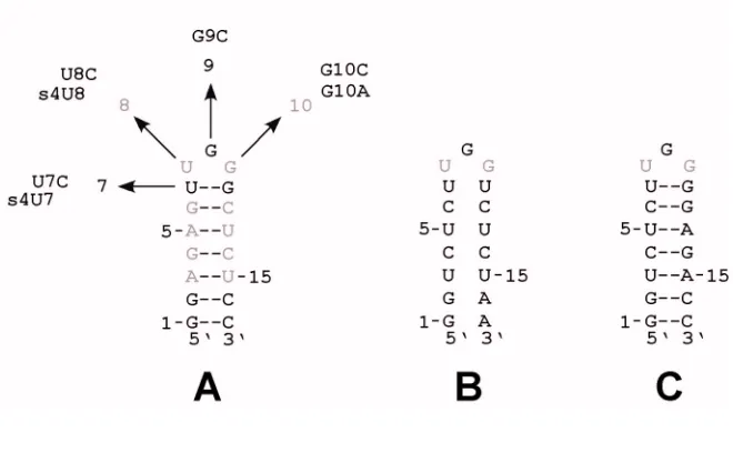 Figure 2.3.  Secondary structure and mutation constructs of the P6.1 hairpin.  Numbering 