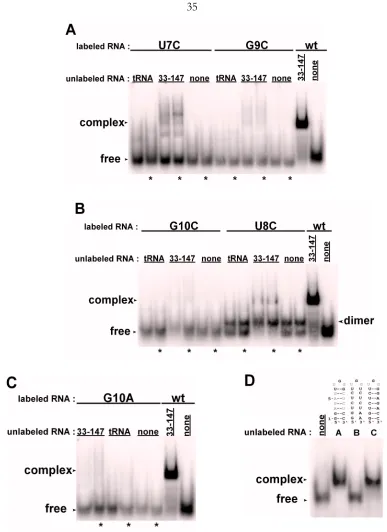 Figure 2.6.  Mutation of the P6.1 hairpin loop sequence interferes with RNA complex 